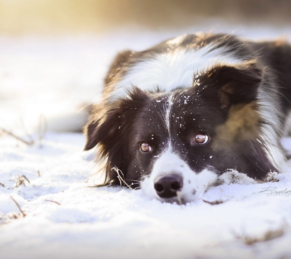 Обои снег, взгляд, собака, snow, look, dog разрешение 2560x1552 Загрузить