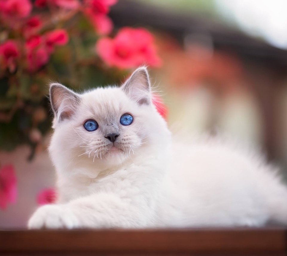 Обои взгляд, котенок, малыш, голубые глаза, боке, рэгдолл, look, kitty, baby, blue eyes, bokeh, ragdoll разрешение 1920x1279 Загрузить