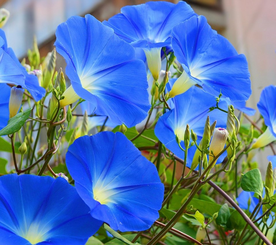 Обои цветы, голубые, голубые цветы, ипомея, flowers, blue, blue flowers, morning glory разрешение 3000x1915 Загрузить