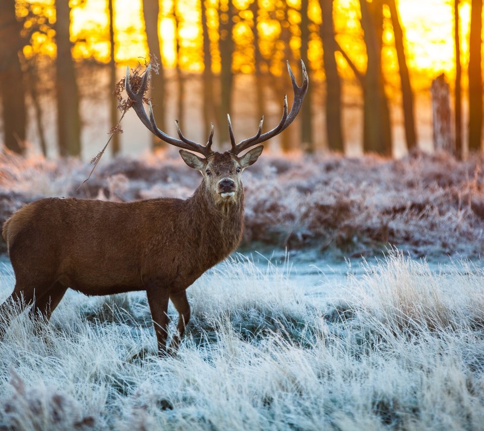 Обои снег, лес, олень, лёд, рога, сохатый, snow, forest, deer, ice, horns, elk разрешение 5616x3744 Загрузить