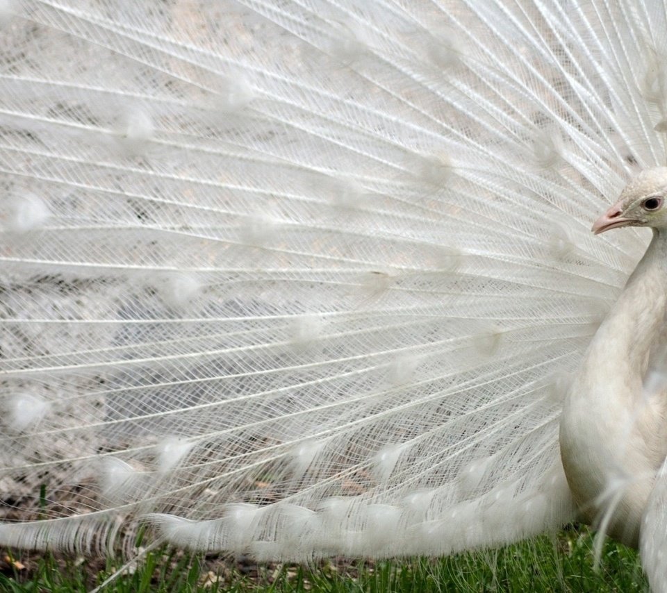 Обои белый, птица, павлин, перья, хвост, white, bird, peacock, feathers, tail разрешение 1920x1080 Загрузить