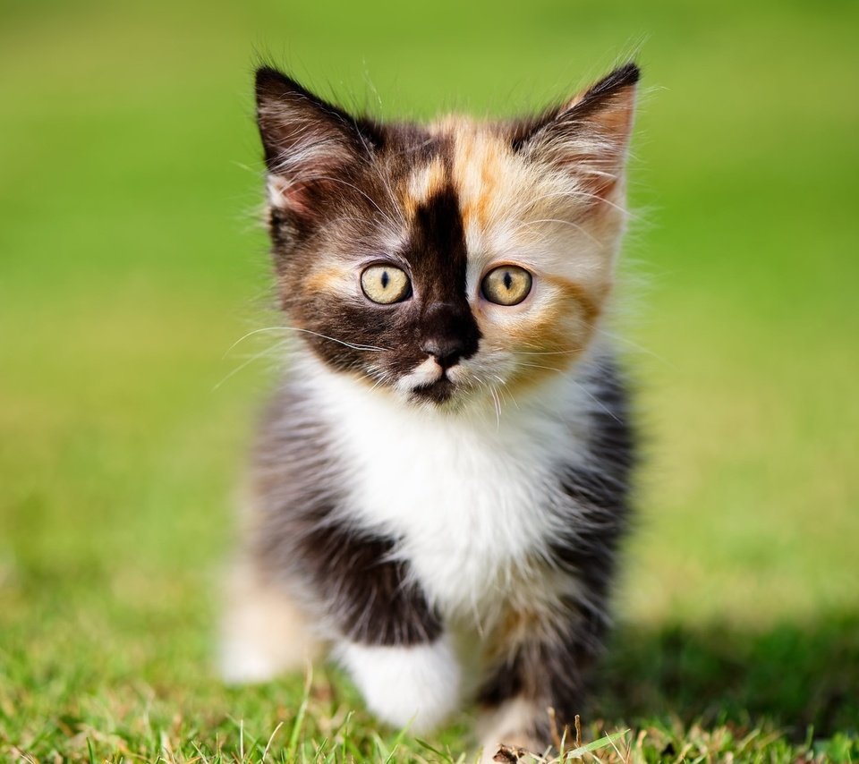 Обои трава, кошка, котенок, кошки, котята, grass, cat, kitty, cats, kittens разрешение 1920x1200 Загрузить