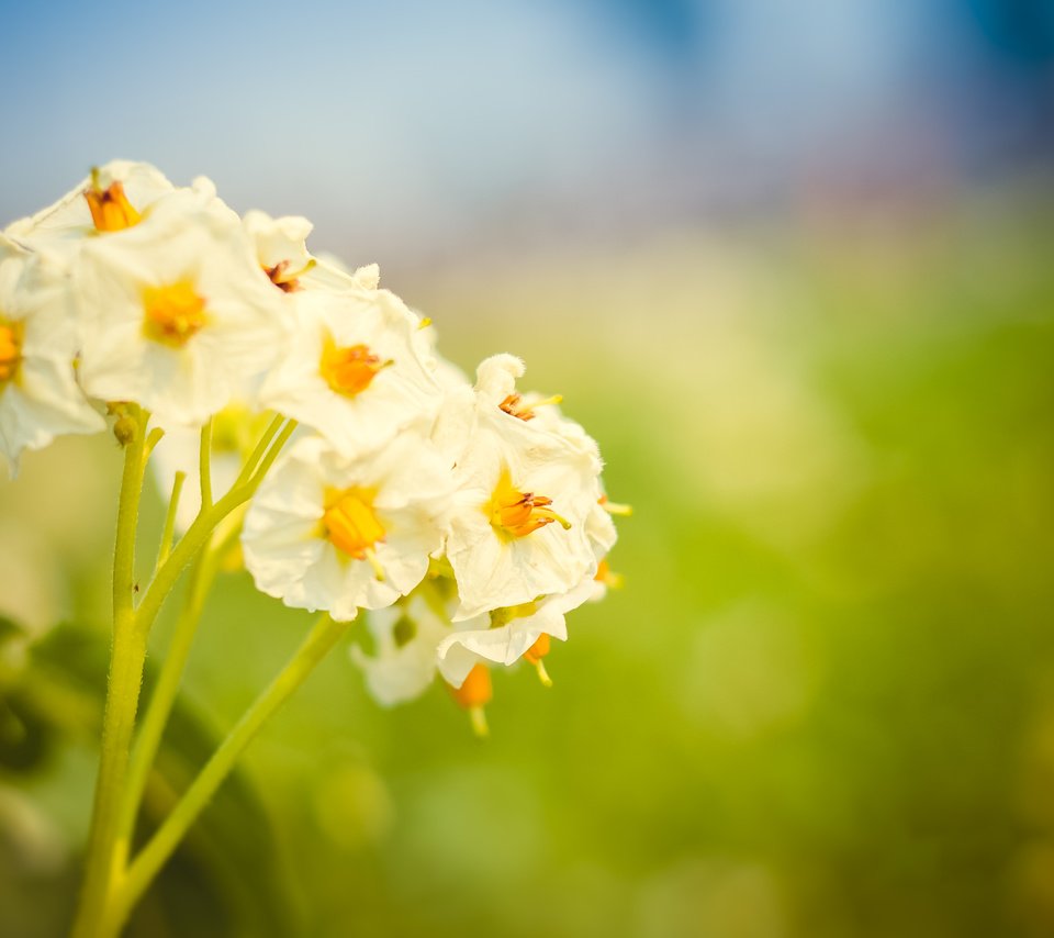 Обои природа, цветение, макро, цветок, лето, картофельный цвет, nature, flowering, macro, flower, summer, potato color разрешение 3696x2448 Загрузить