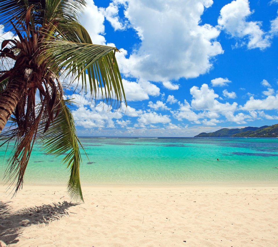 Обои море, пляж, пальма, отдых, тропики, sea, beach, palma, stay, tropics разрешение 5616x3159 Загрузить