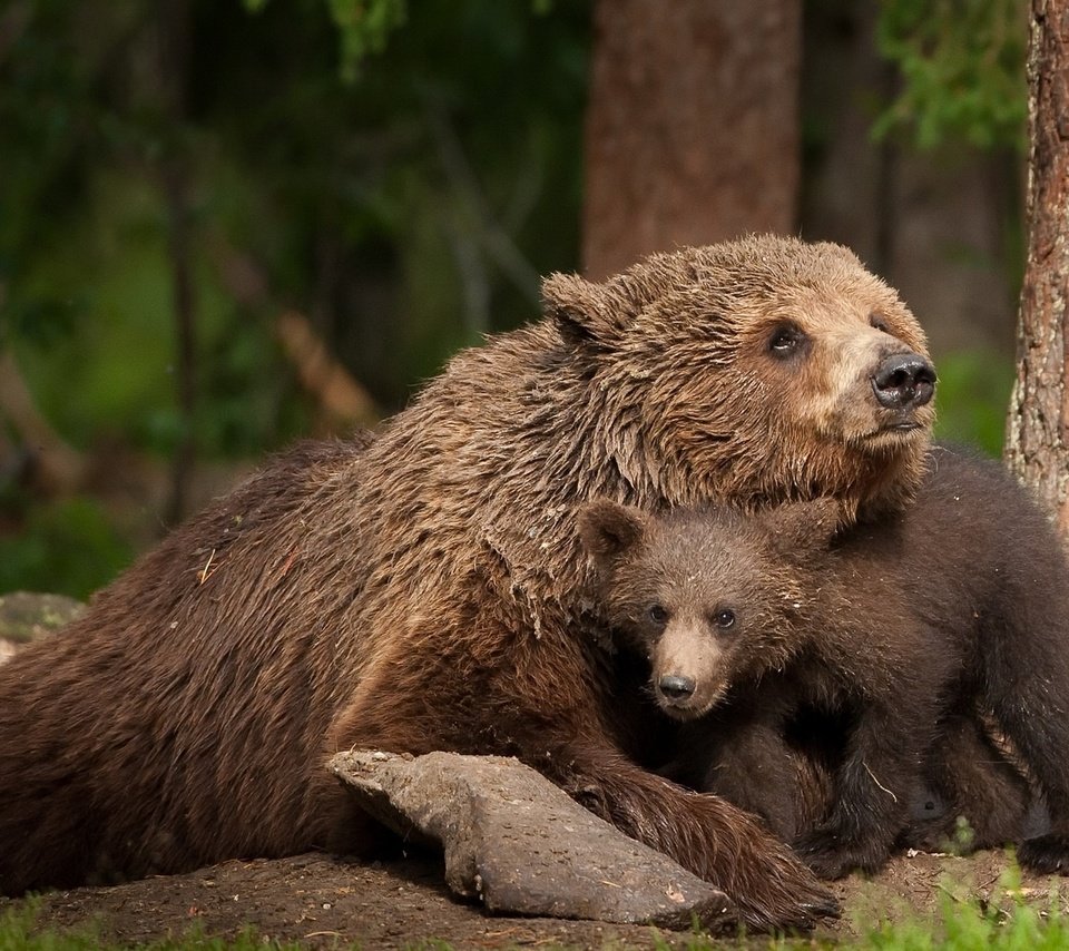 Обои природа, медведь, животное, медведи, медвежонок, живая природа, nature, bear, animal, bears, wildlife разрешение 1920x1200 Загрузить