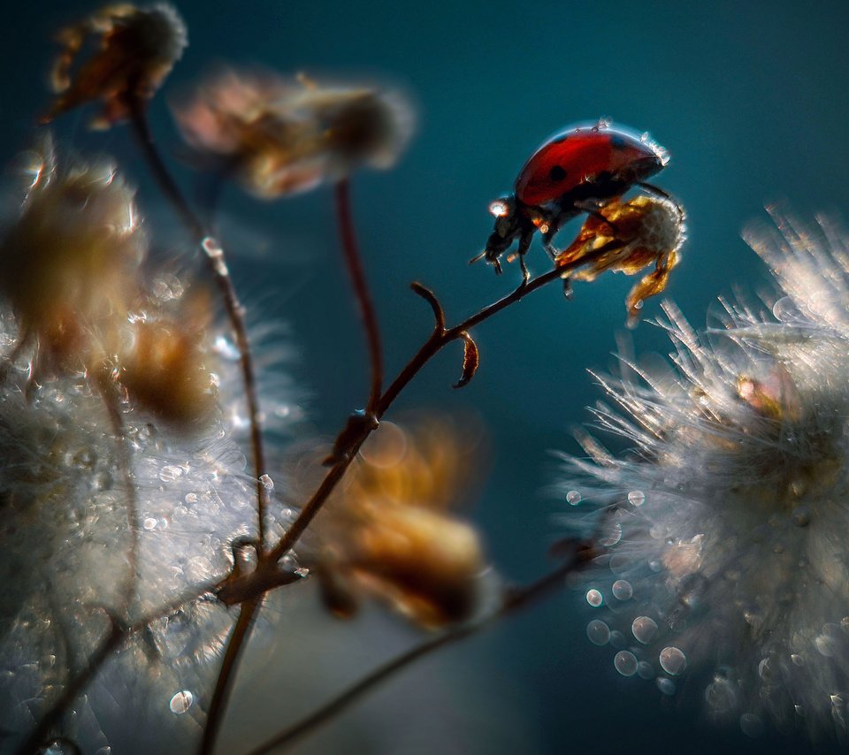 Обои вода, ветка, макро, божья коровка, коровка, божья, water, branch, macro, ladybug, of god разрешение 2560x1600 Загрузить