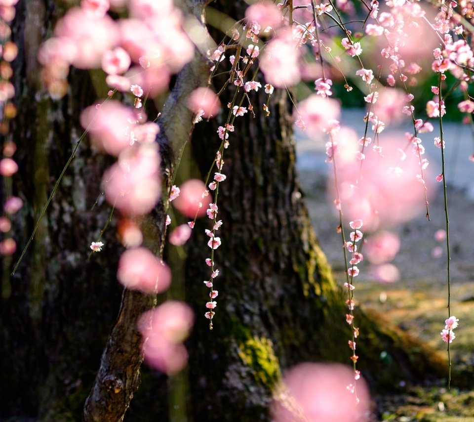 Обои дерево, цветение, весна, сакура, tree, flowering, spring, sakura разрешение 2048x1152 Загрузить
