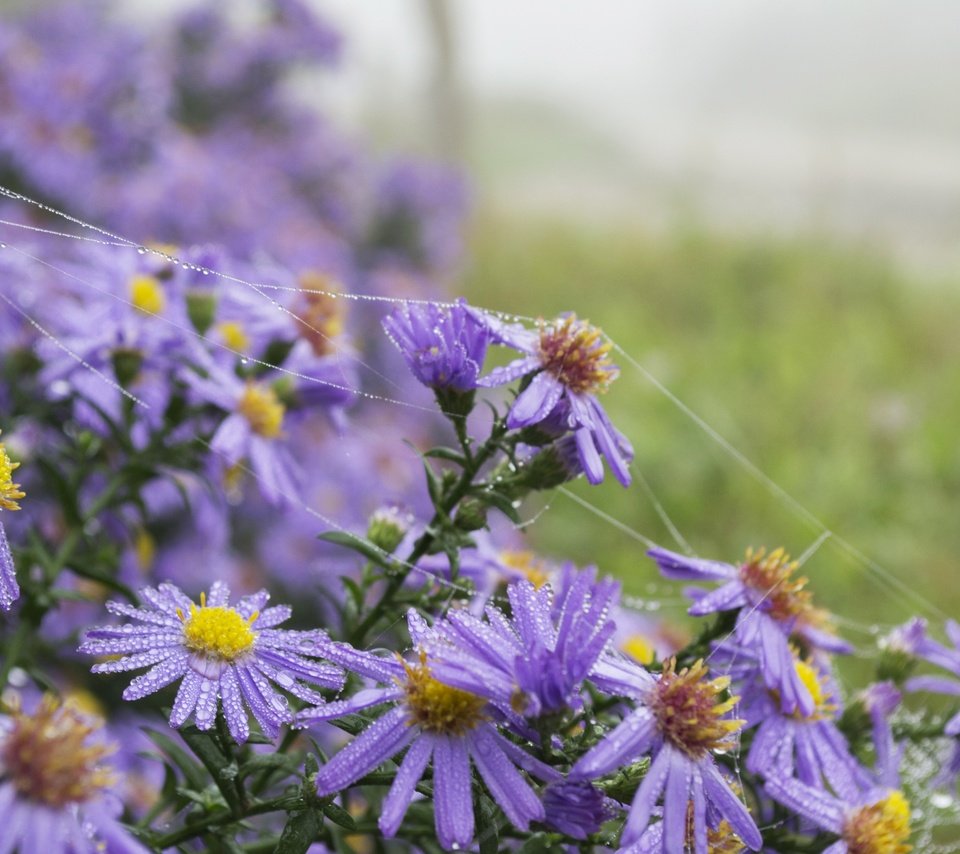 Обои цветы, лето, ромашки, фиолетовые, flowers, summer, chamomile, purple разрешение 4608x3072 Загрузить