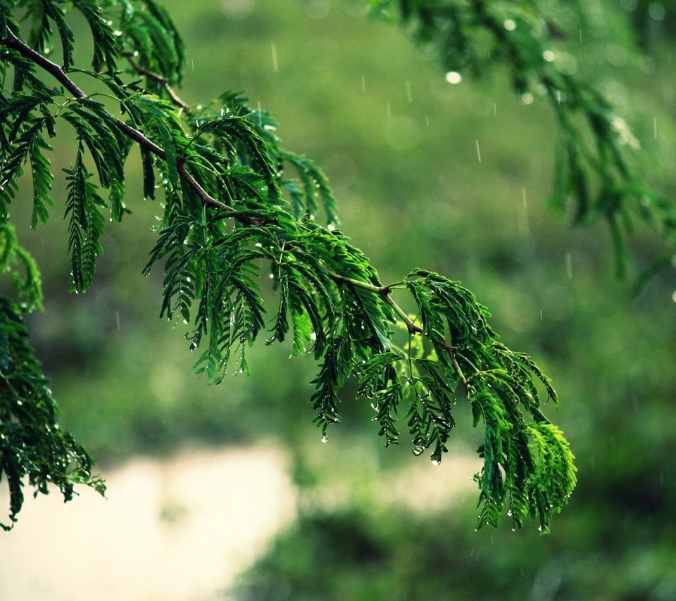 Обои деревья, вода, ветка, листья, макро, ветки, капли, дождь, trees, water, branch, leaves, macro, branches, drops, rain разрешение 1920x1200 Загрузить