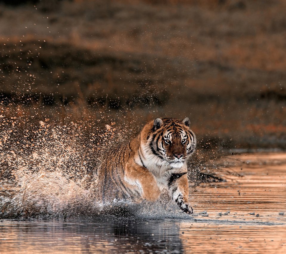 Обои тигр, вода, природа, брызги, животное, дикие кошка, tiger, water, nature, squirt, animal, wild cat разрешение 2048x1216 Загрузить