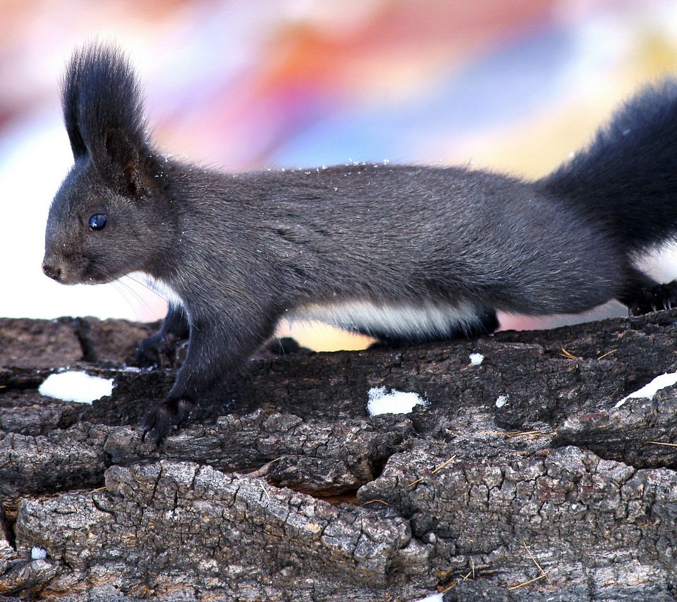 Обои дерево, животные, ствол, уши, белка, кора, хвост, tree, animals, trunk, ears, protein, bark, tail разрешение 1920x1080 Загрузить