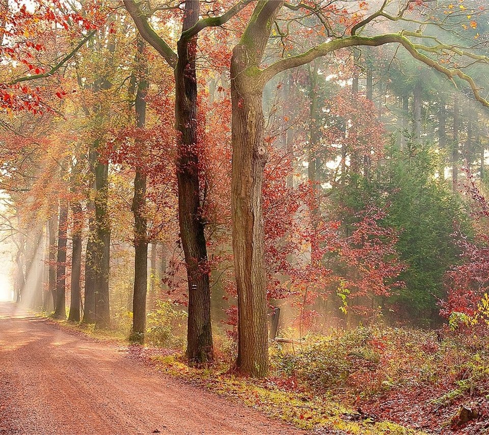 Обои дорога, природа, лес, листва, осень, аллея, road, nature, forest, foliage, autumn, alley разрешение 2600x1381 Загрузить