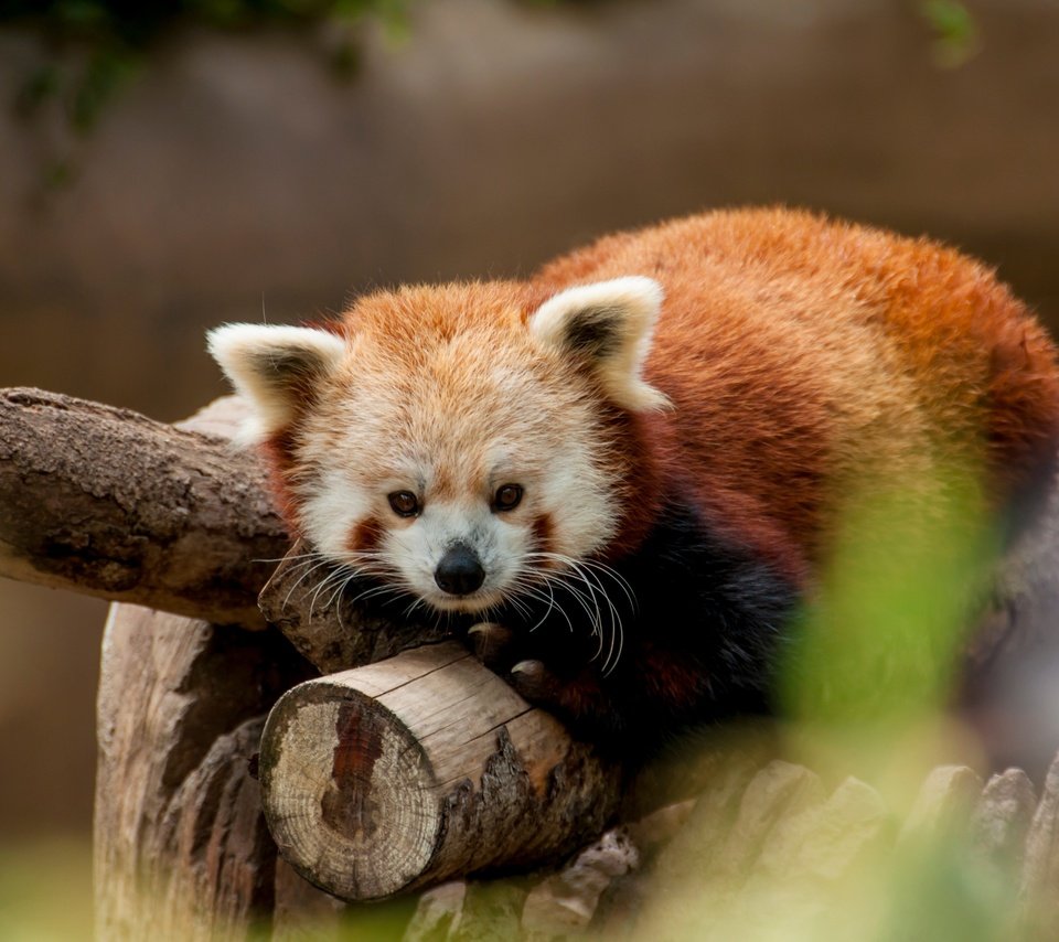 Обои животные, красная панда, зоопарк, малая панда, animals, red panda, zoo разрешение 4288x2848 Загрузить