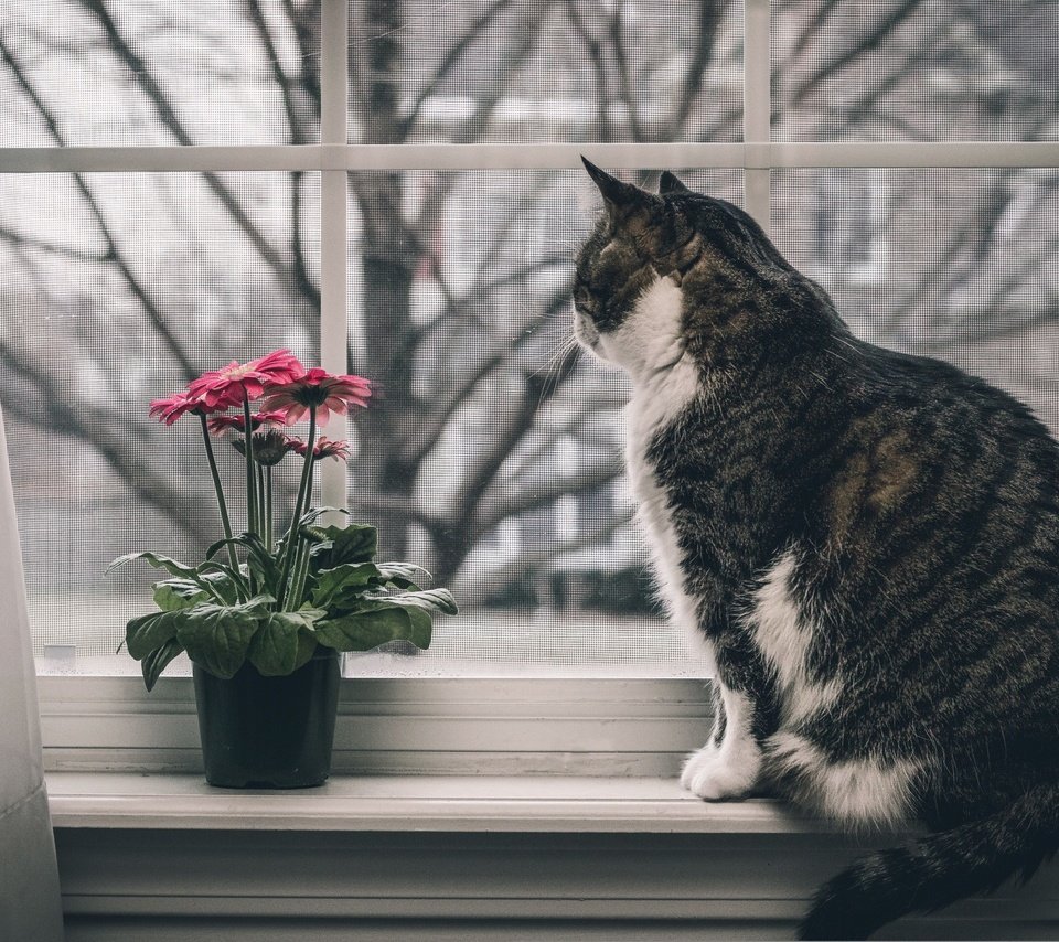 Обои цветы, животные, кот, кошка, окно, подоконник, flowers, animals, cat, window, sill разрешение 2560x1707 Загрузить