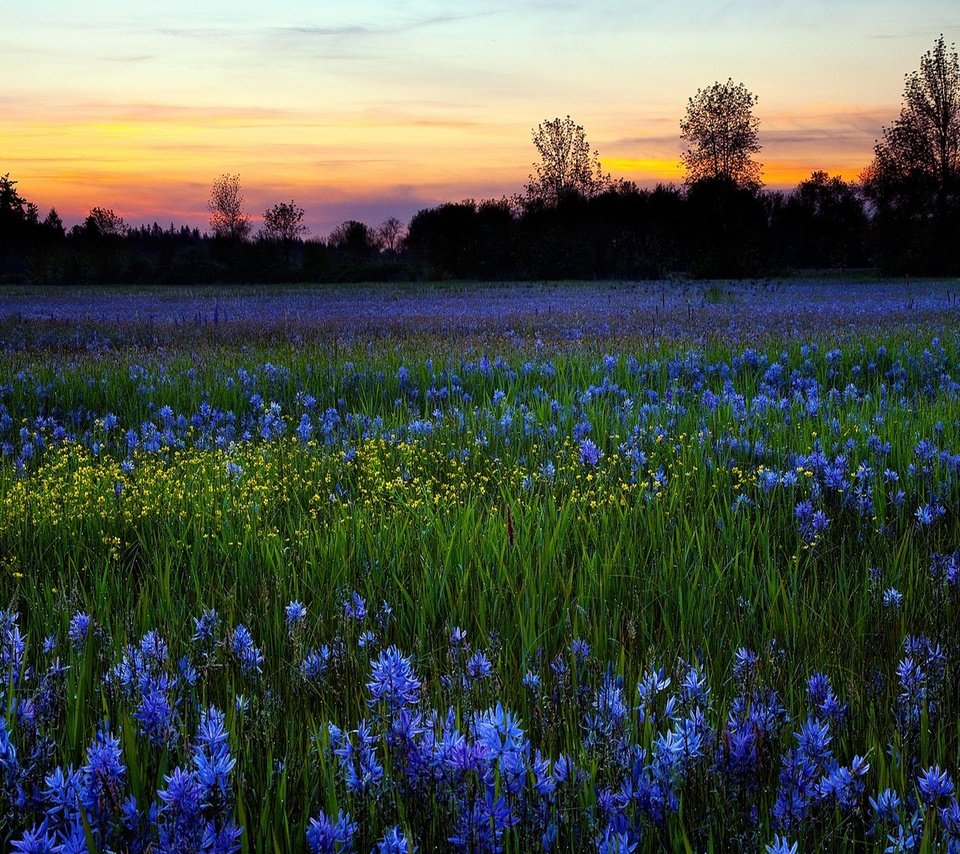 Обои небо, цветы, деревья, природа, зелень, закат, поле, луг, the sky, flowers, trees, nature, greens, sunset, field, meadow разрешение 1920x1200 Загрузить