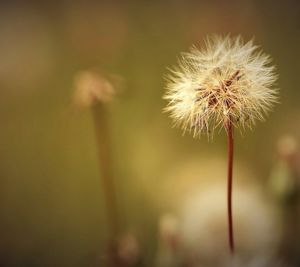 Обои цветок, jossie k, поле, одуванчик, семена, растение, пух, пушинки, былинки, flower, field, dandelion, seeds, plant, fluff, fuzzes, blade разрешение 2048x1361 Загрузить