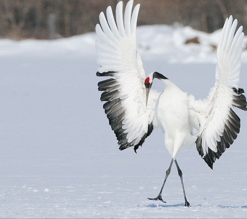 Обои снег, зима, крылья, птица, танец, журавль, японский, snow, winter, wings, bird, dance, crane, japanese разрешение 1920x1080 Загрузить