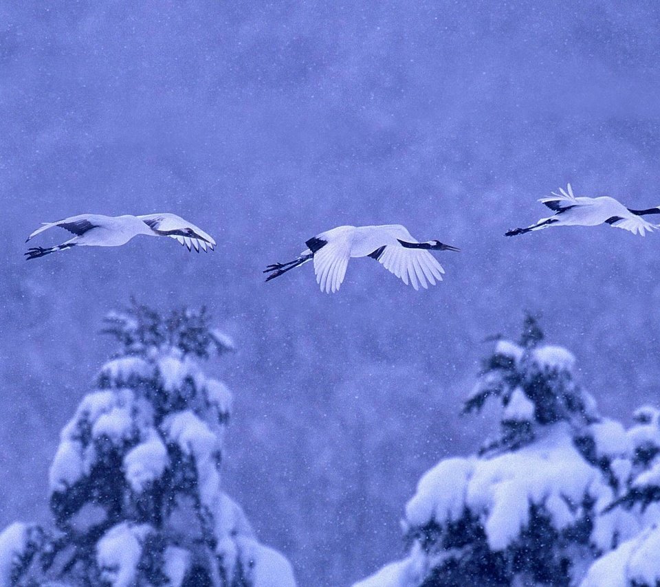 Обои природа, зима, птицы, журавль, японский, nature, winter, birds, crane, japanese разрешение 1920x1080 Загрузить