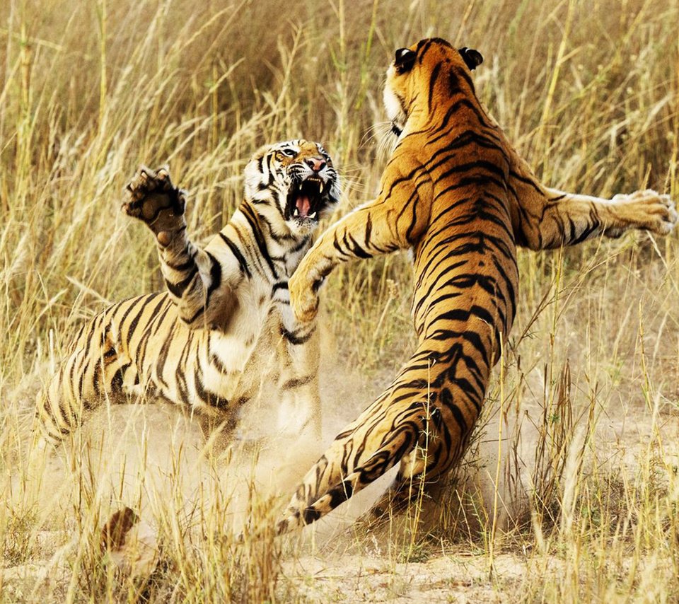 Обои тигр, животные, борьба, драка, тигры, бой тигров, tiger, animals, fight, tigers, fight tigers разрешение 1920x1080 Загрузить
