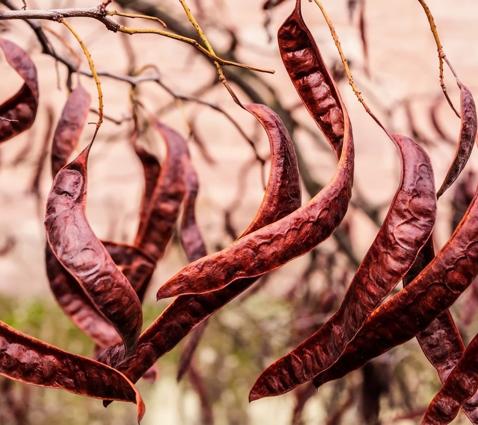 Обои танец, растение, fruits, фасоль, стручки, carob tree, dance, plant, beans, pods разрешение 2048x1331 Загрузить