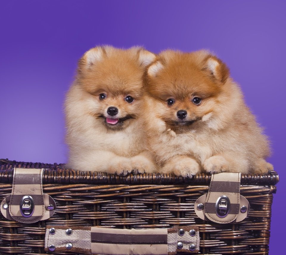 Обои корзина, щенки, шпиц, померанский, basket, puppies, spitz, pomeranian разрешение 2400x1570 Загрузить