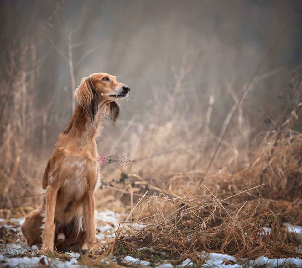 Обои природа, взгляд, собака, сухая трава, салюки, nature, look, dog, dry grass, saluki разрешение 2048x1367 Загрузить