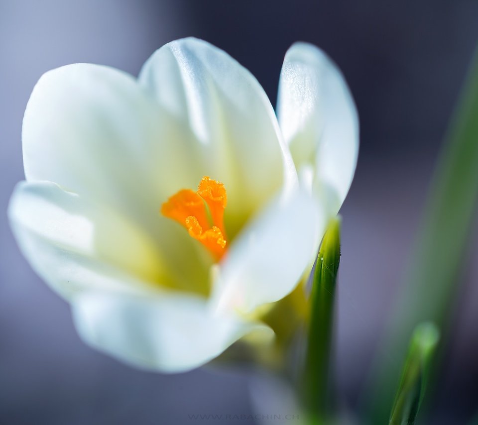 Обои макро, белый, крокус, боке, шафран, macro, white, krokus, bokeh, saffron разрешение 2048x1365 Загрузить