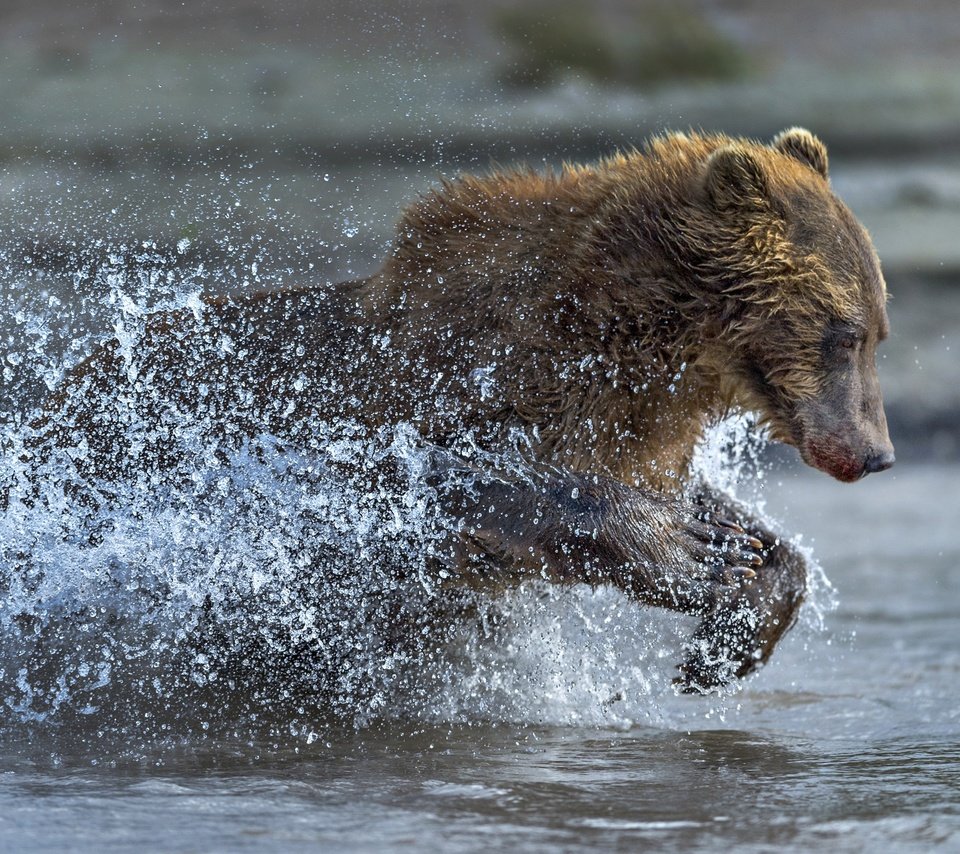 Обои вода, медведь, брызги, бег, water, bear, squirt, running разрешение 2500x1667 Загрузить