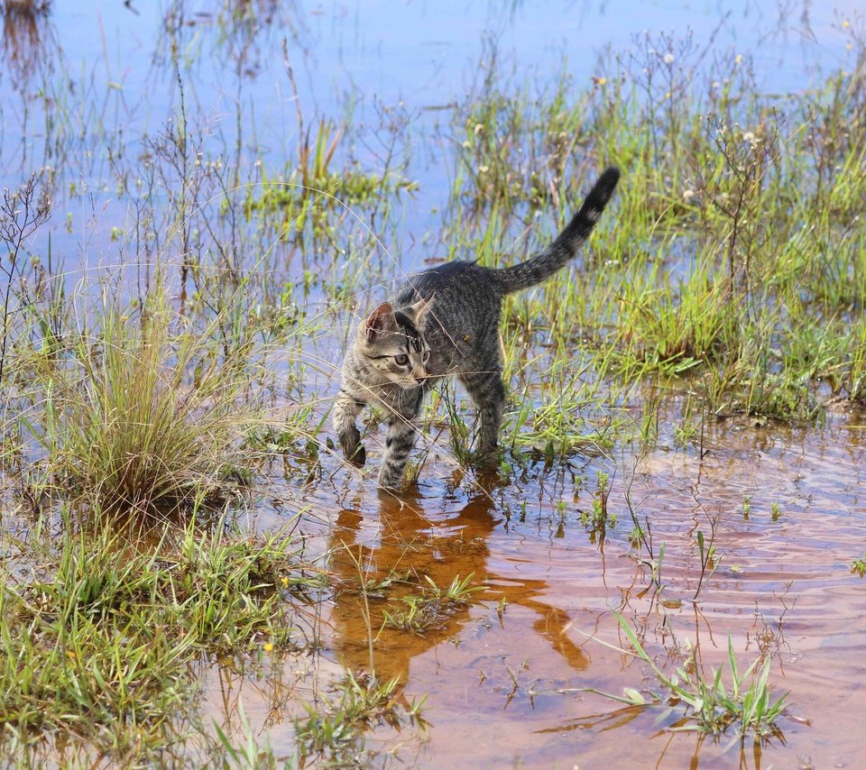 Обои трава, вода, кошка, grass, water, cat разрешение 2048x1365 Загрузить