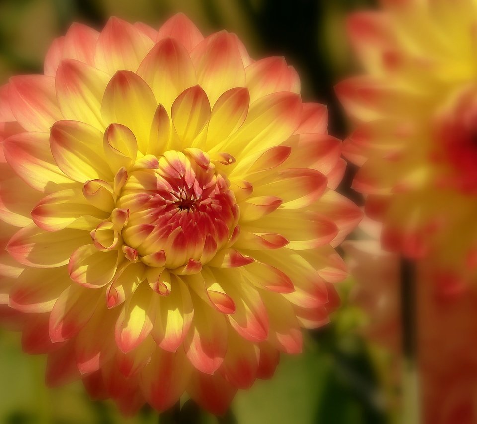 Обои цветы, макро, боке, георгины, flowers, macro, bokeh, dahlias разрешение 2048x1519 Загрузить