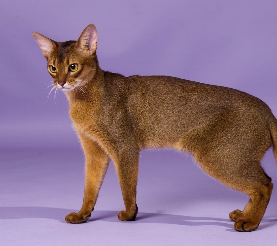 Обои кошка, порода, грация, абиссинская кошка, cat, breed, grace, abyssinian cat разрешение 1920x1246 Загрузить