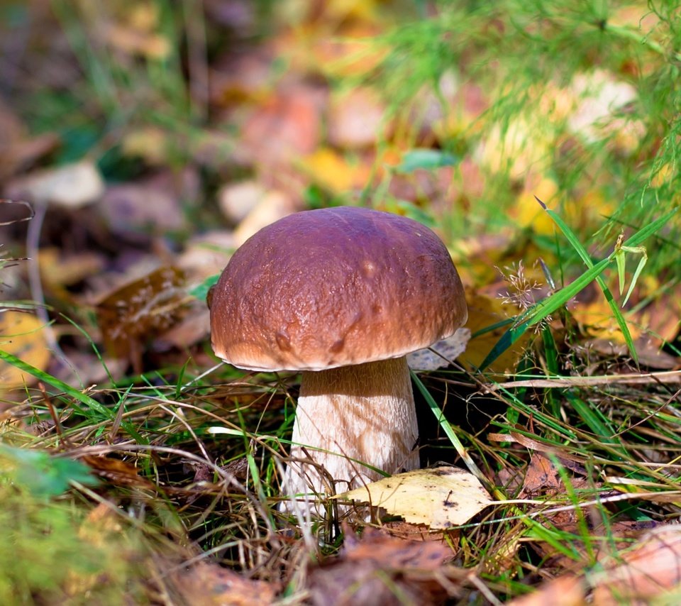 Обои природа, белый, гриб, боровик, nature, white, mushroom, borovik разрешение 2000x1333 Загрузить