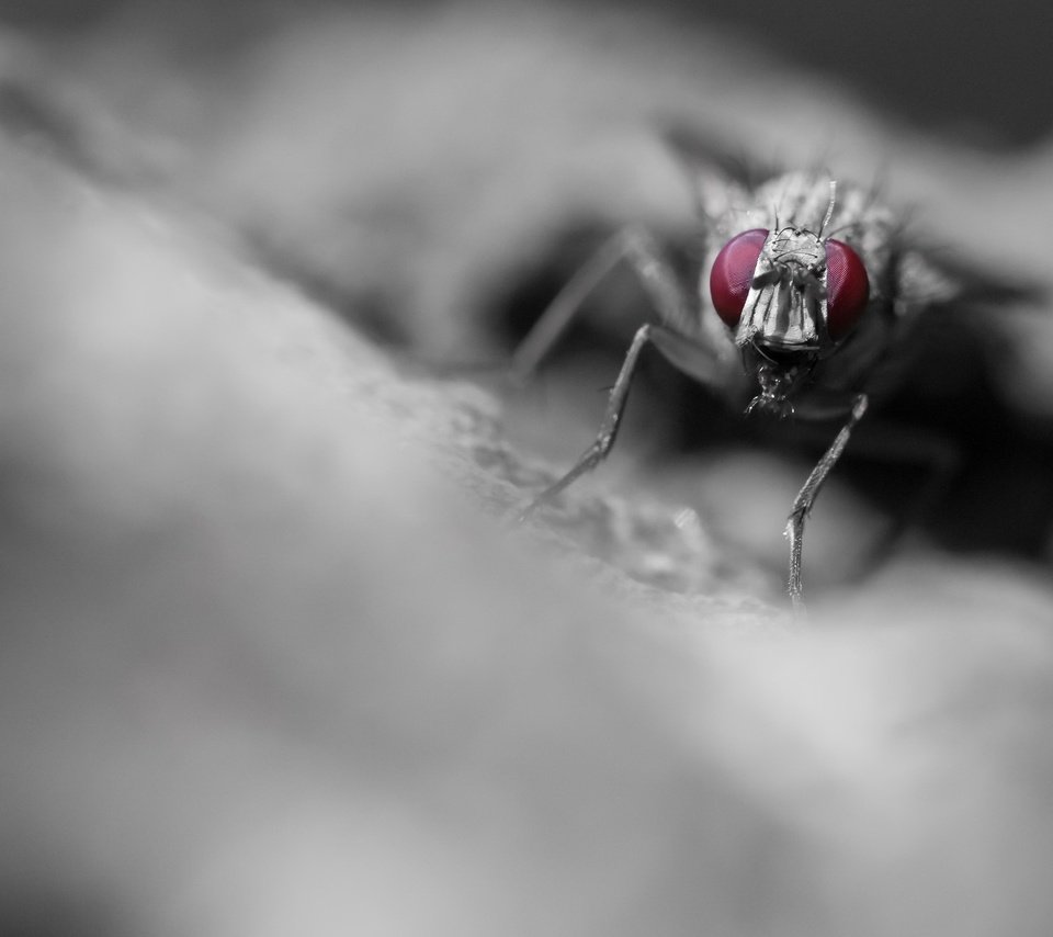 Обои макро, насекомое, фон, муха, macro, insect, background, fly разрешение 2048x1463 Загрузить
