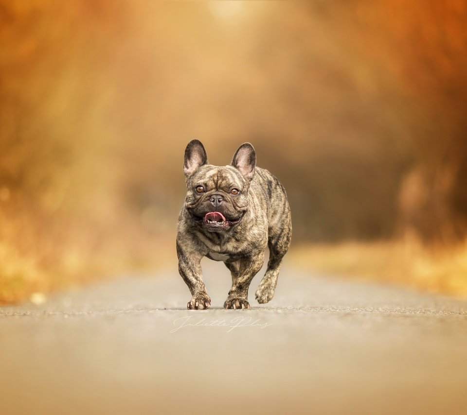 Обои дорога, фон, собака, французский бульдог, road, background, dog, french bulldog разрешение 2560x1659 Загрузить
