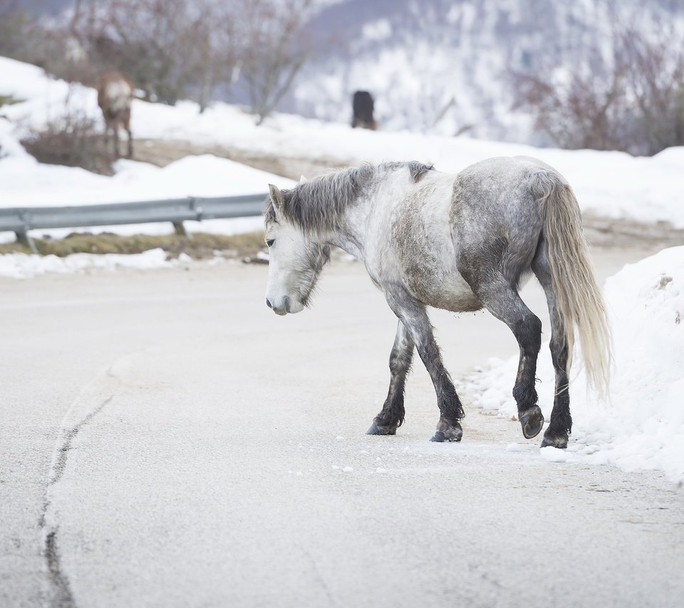 Обои дорога, лошадь, снег, зима, фон, лошади, конь, road, horse, snow, winter, background разрешение 2560x1446 Загрузить