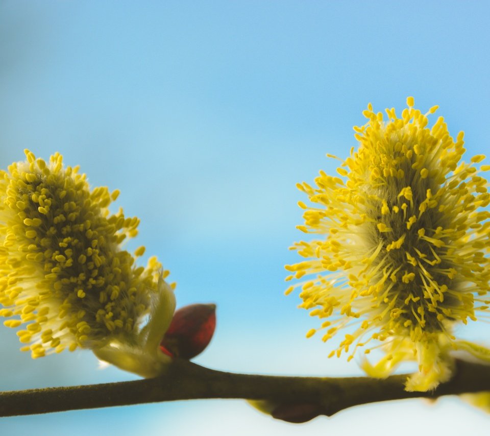 Обои ветка, дерево, макро, фон, весна, ива, верба, branch, tree, macro, background, spring, iva, verba разрешение 5066x3377 Загрузить