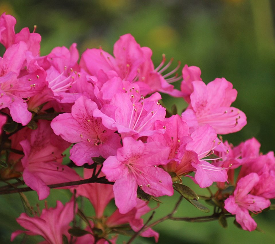Обои цветение, весна, розовые цветы, весенние, азалия, рододендрон, flowering, spring, pink flowers, azalea, rhododendron разрешение 4842x3261 Загрузить