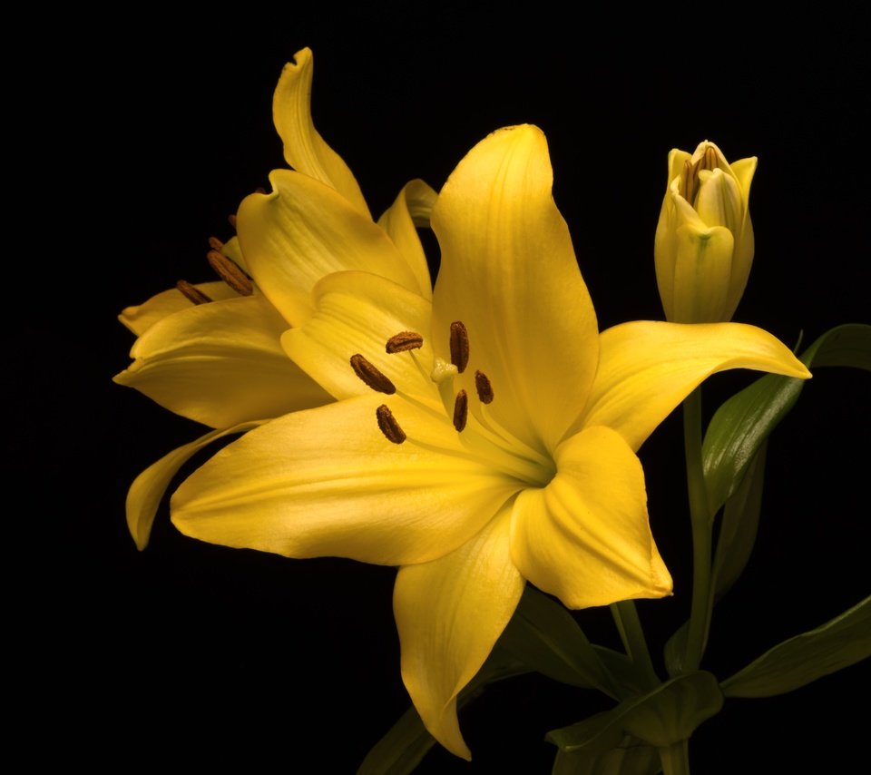 Обои желтый, макро, фон, цветок, лилия, yellow, macro, background, flower, lily разрешение 3600x2403 Загрузить