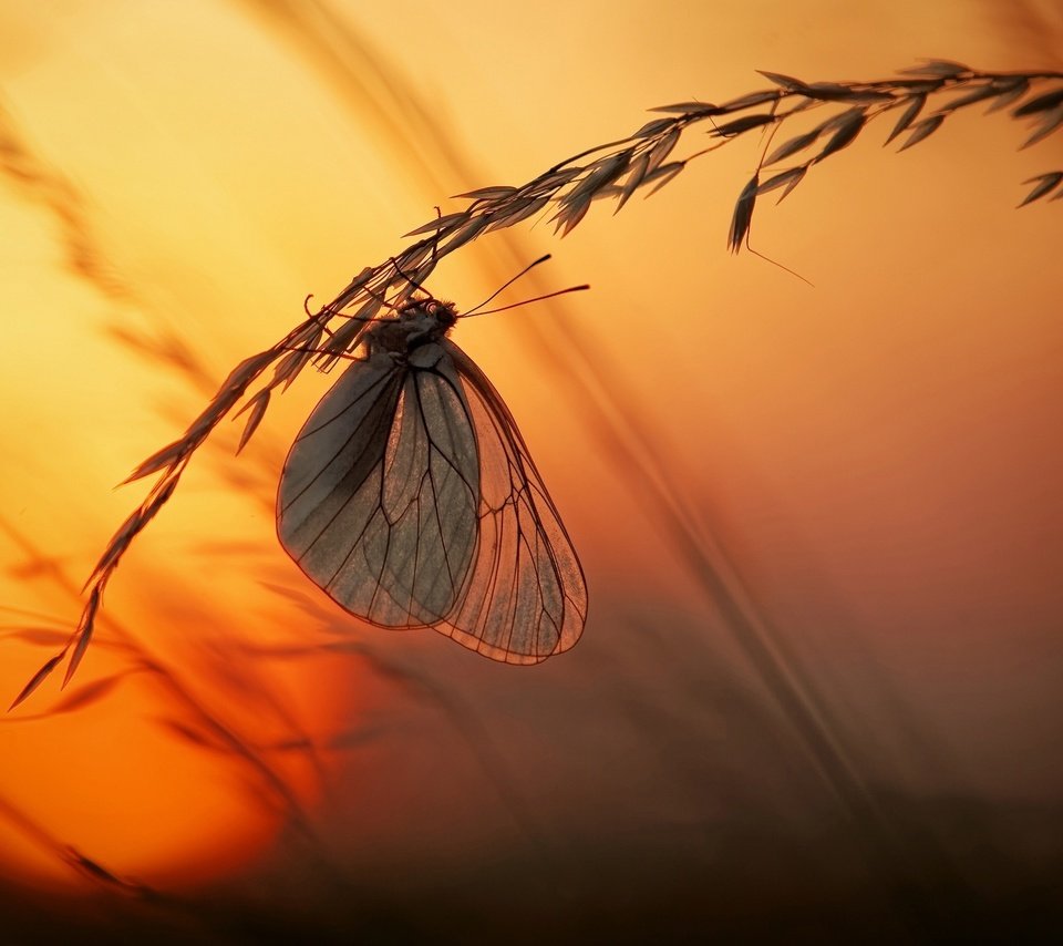 Обои свет, трава, солнце, закат, макро, насекомое, бабочка, light, grass, the sun, sunset, macro, insect, butterfly разрешение 2500x1666 Загрузить