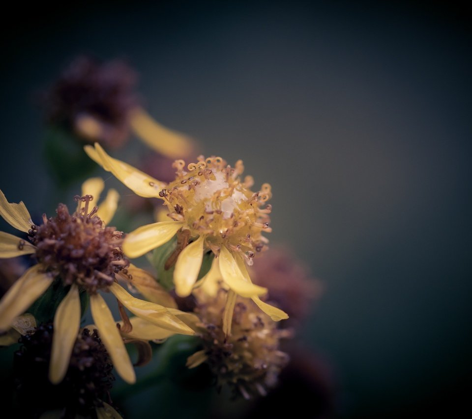 Обои макро, цветок, капли, дождь, боке, крестовник, macro, flower, drops, rain, bokeh, ragwort разрешение 2048x1365 Загрузить