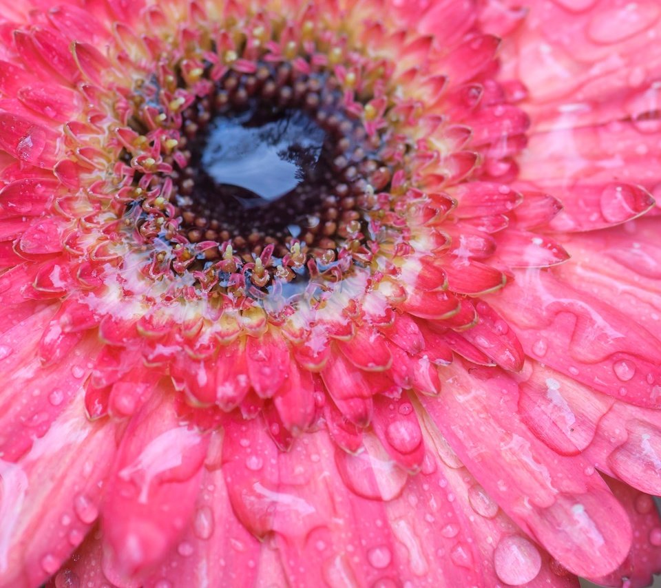 Обои вода, цветок, роса, капли, лепестки, гербера, water, flower, rosa, drops, petals, gerbera разрешение 2048x1360 Загрузить