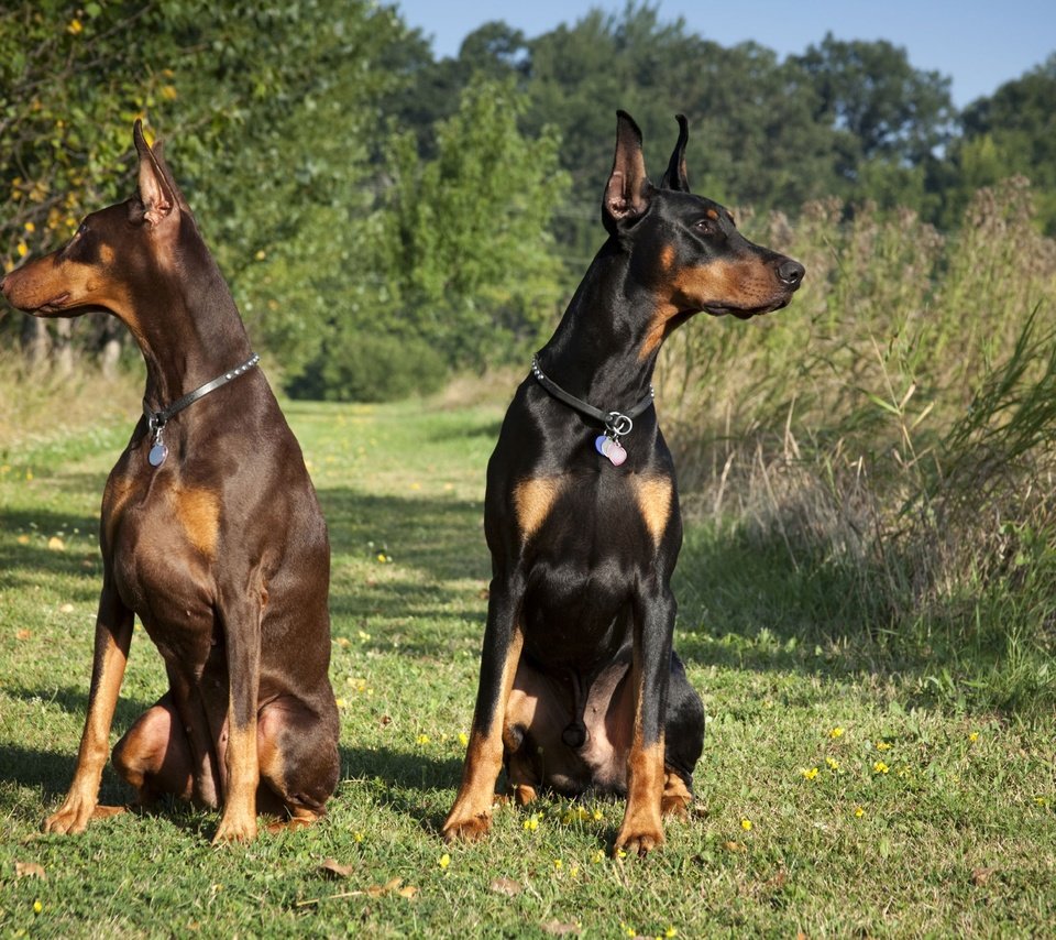 Обои черный, пара, собаки, коричневый, доберманы, tampa-family-lawyer, black, pair, dogs, brown, dobermans разрешение 2714x1809 Загрузить