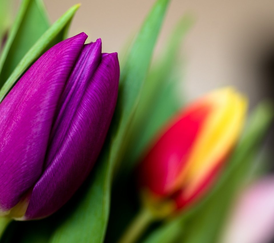 Обои цветы, макро, бутон, тюльпан, лиловый, flowers, macro, bud, tulip, purple разрешение 2048x1213 Загрузить