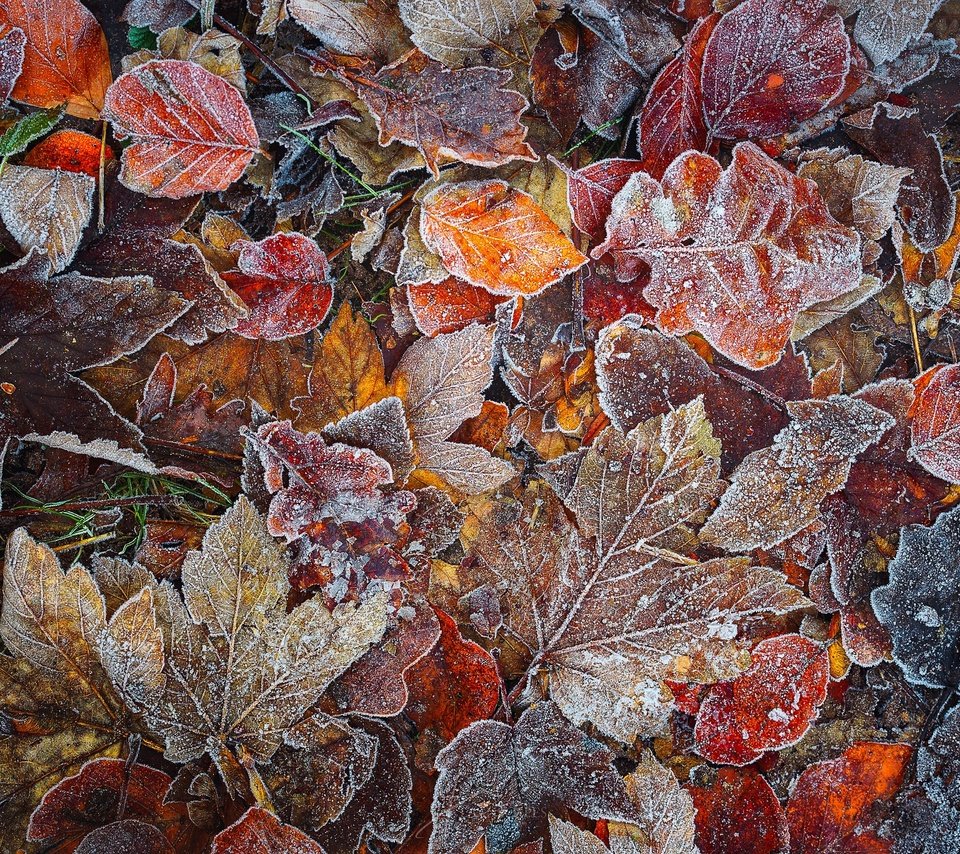 Обои природа, лес, листья, макро, мороз, листва, иней, осень, nature, forest, leaves, macro, frost, foliage, autumn разрешение 2048x1367 Загрузить