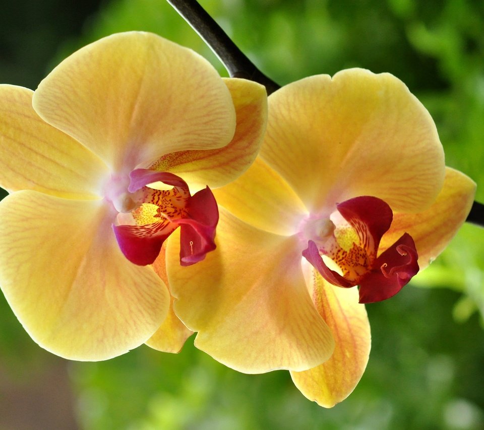 Обои макро, цветок, жёлтая, орхидея, macro, flower, yellow, orchid разрешение 2048x1360 Загрузить