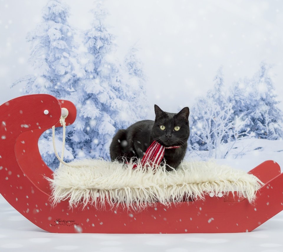 Обои зима, кот, кошка, взгляд, черный, сани, фотосессия, шарфик, winter, cat, look, black, sleigh, photoshoot, scarf разрешение 5106x3649 Загрузить