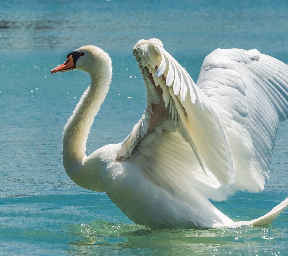 Обои вода, крылья, птица, лебедь, размах, water, wings, bird, swan, the scope разрешение 5163x3442 Загрузить