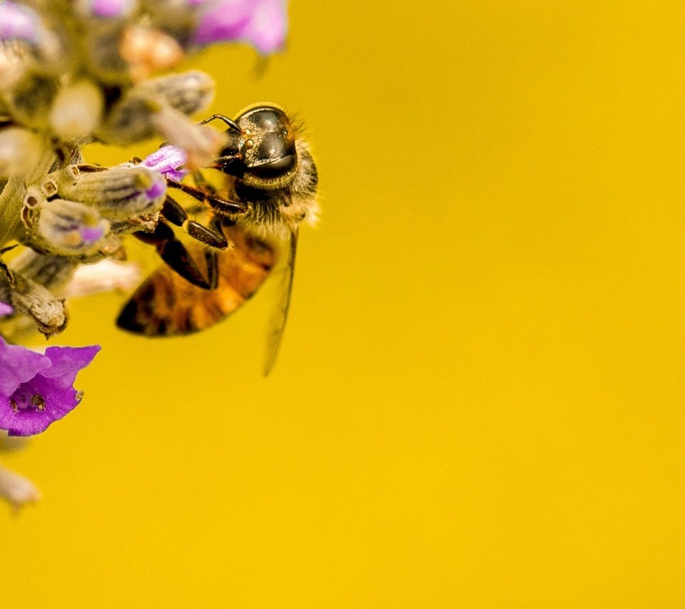 Обои природа, насекомое, цветок, растение, пчела, nature, insect, flower, plant, bee разрешение 1923x1080 Загрузить