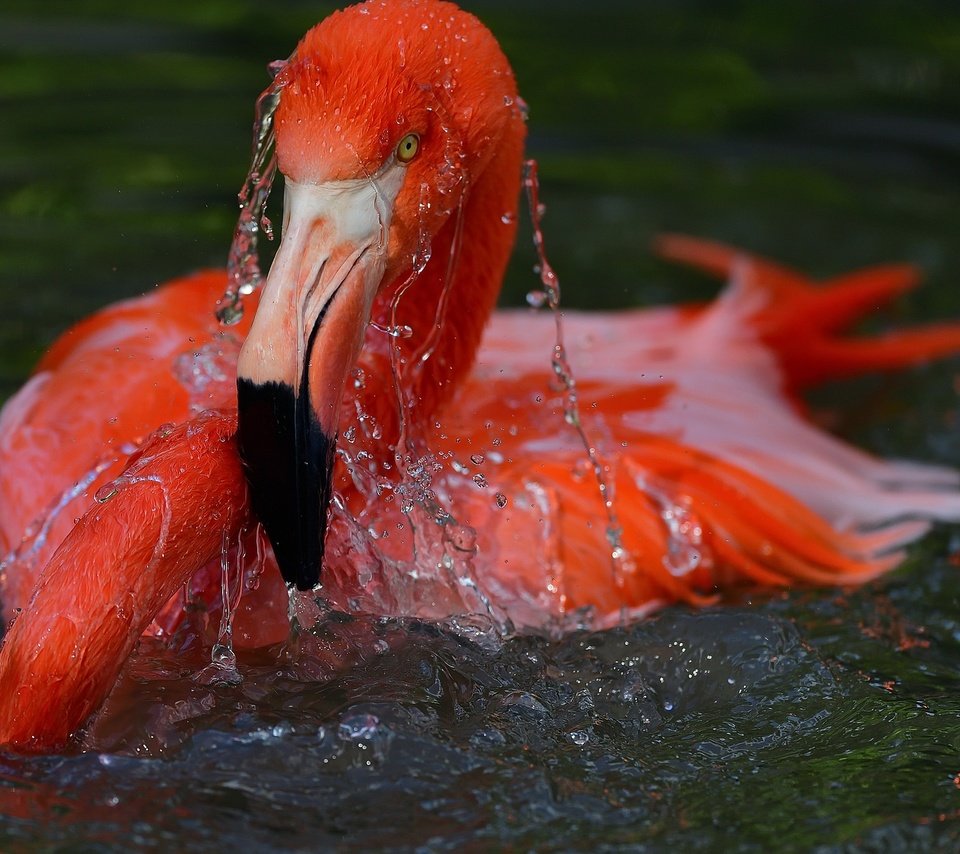 Обои вода, фламинго, птица, water, flamingo, bird разрешение 2048x1365 Загрузить