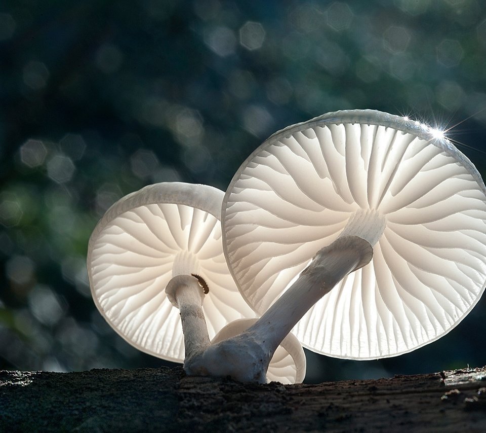 Обои свет, природа, макро, грибы, боке, light, nature, macro, mushrooms, bokeh разрешение 1920x1278 Загрузить